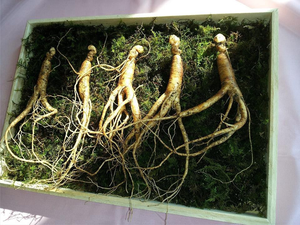 How To Take Care Of Your Ginseng Bonsai Tree