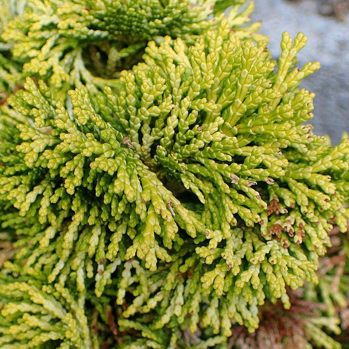 How To Take Care Of Your Golden Hinoki Cypress Bonsai Tree