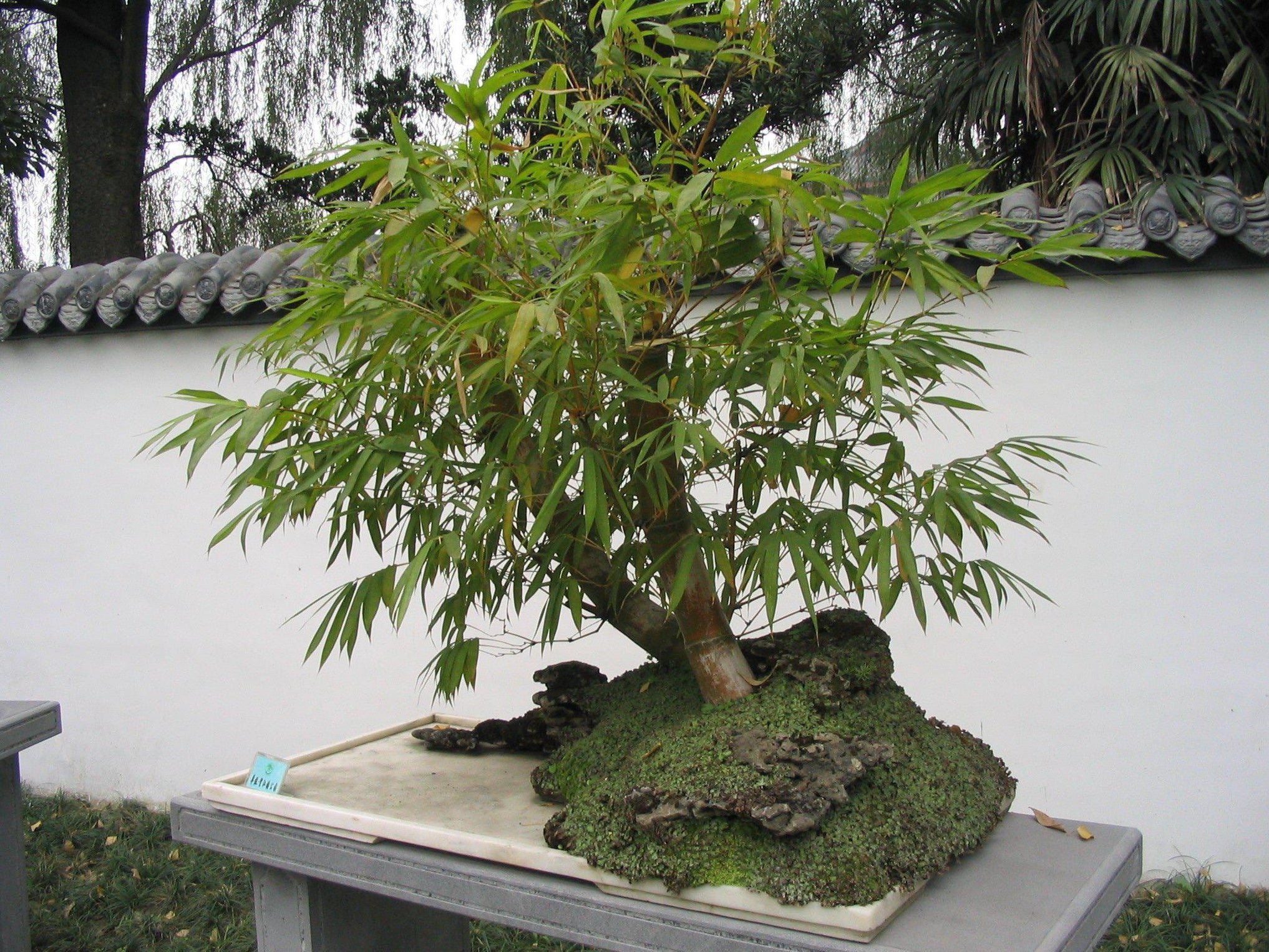 How To Take Care Of Your Heavenly Bamboo Bonsai Tree