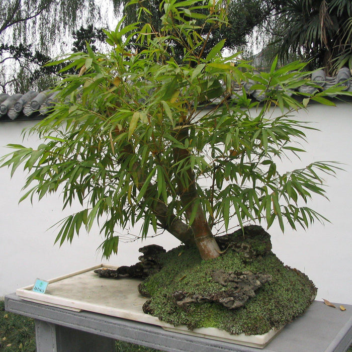 Heavenly Bamboo