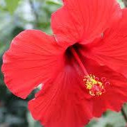 How To Take Care Of Your Hibiscus Bonsai Tree