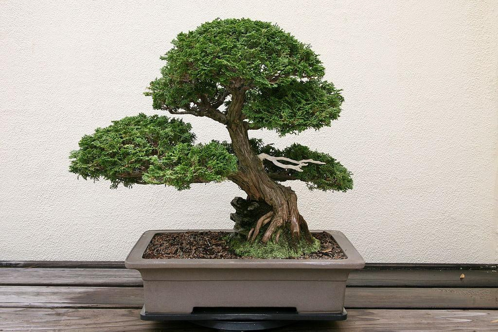 How To Take Care Of Your Hinoki Cypress Bonsai Tree