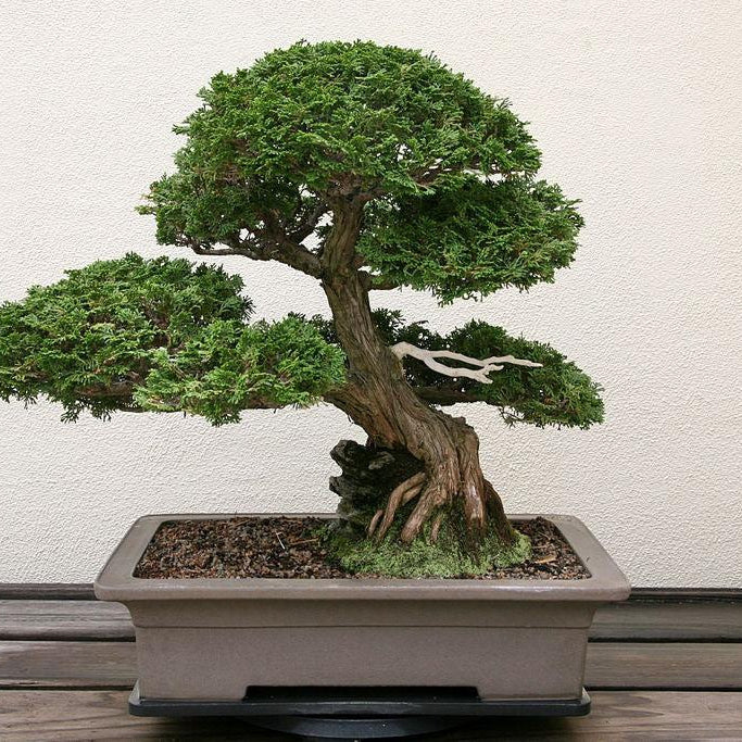 How To Take Care Of Your Hinoki Cypress Bonsai Tree