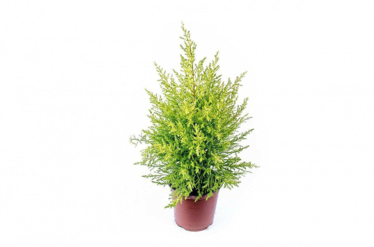 How To Take Care Of Your Lemon Cypress Bonsai Tree
