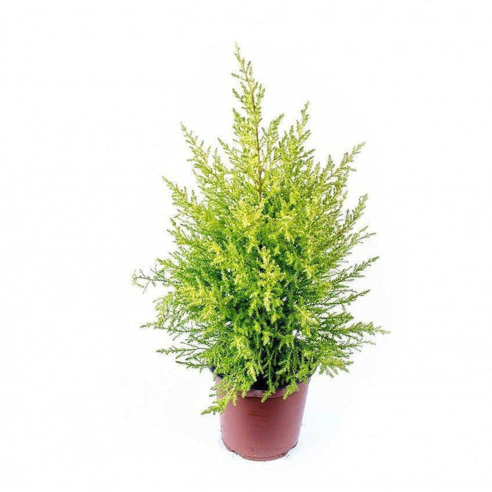 How To Take Care Of Your Lemon Cypress Bonsai Tree