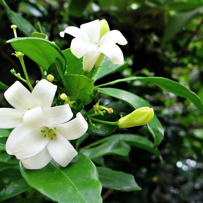 How To Take Care Of Your Orange Jasmine Bonsai Tree