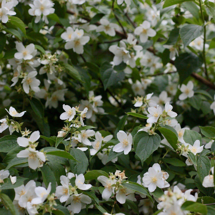 How To Take Care Of Your White Jasmine Bonsai Tree