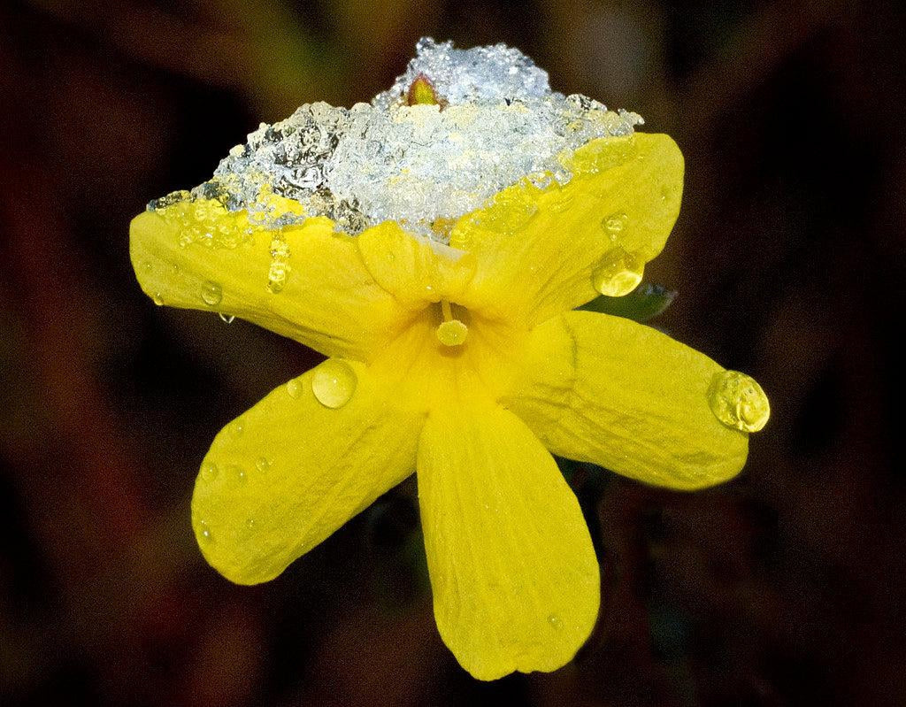 How To Take Care Of Your Winter Jasmine Bonsai Tree