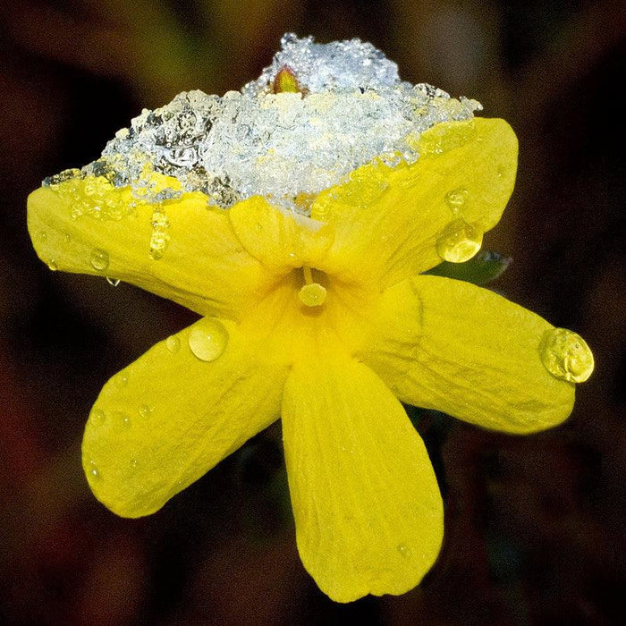 How To Take Care Of Your Winter Jasmine Bonsai Tree