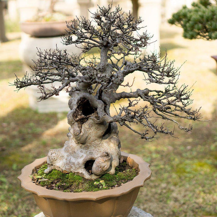 How To Tell The Difference Between Good And Bad Bonsai Stores