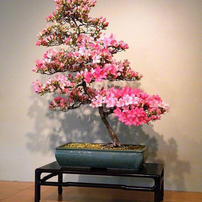 Indoor Bonsai Tree Care