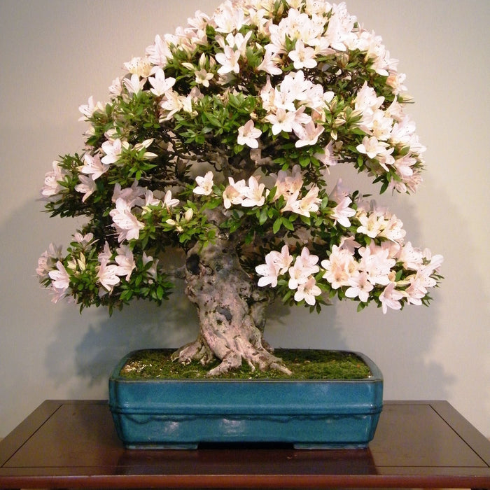 My Favorite Flowering Bonsai Trees