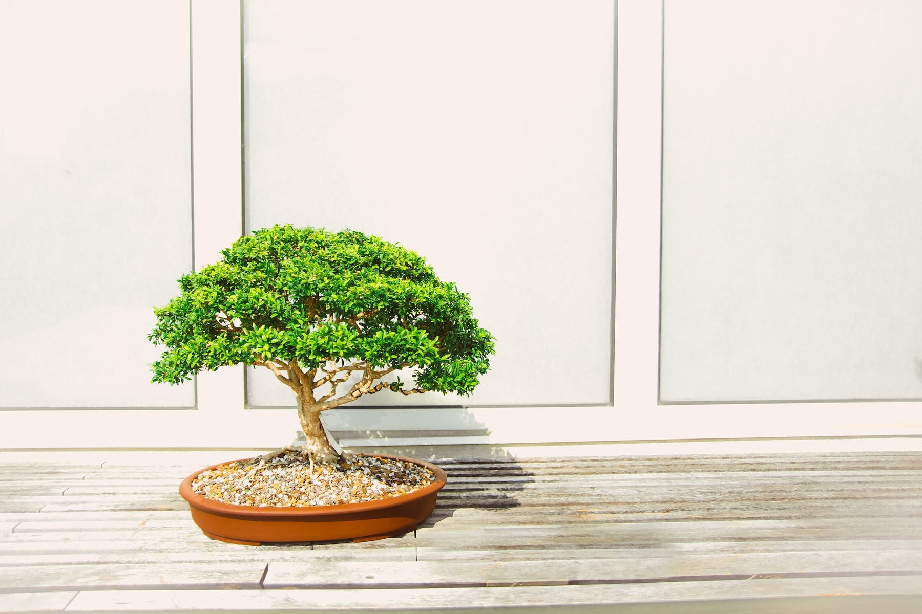 bonsai ender Juniper - Bonsai - Deadwood Collection main image 0