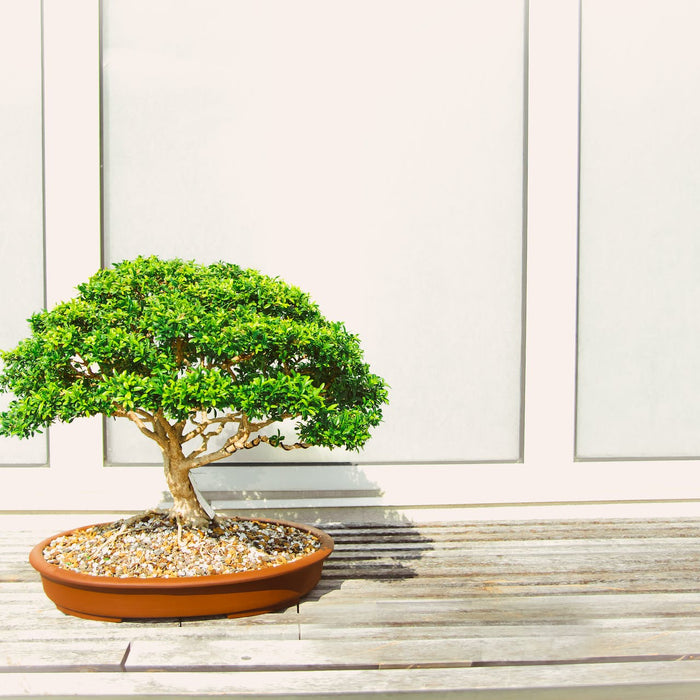 Indoor Bonsai Trees for Sale