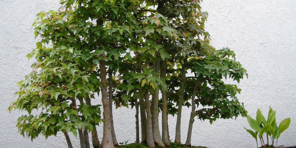 The Amazing Health Benefits Of Bonsai Trees