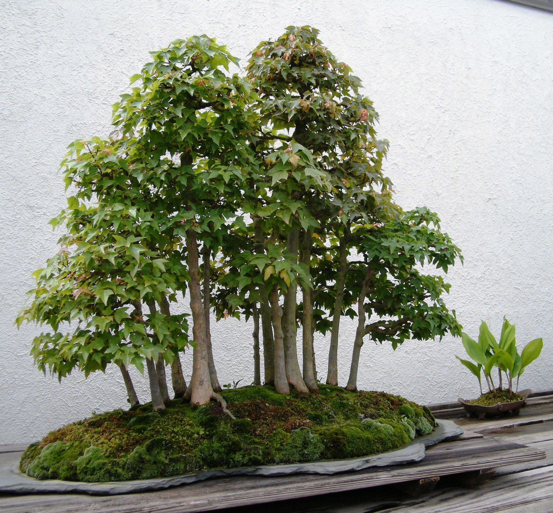 The Amazing Health Benefits Of Bonsai Trees