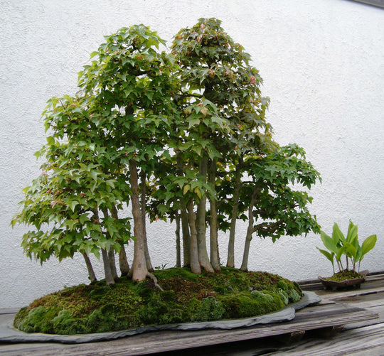 The Amazing Health Benefits Of Bonsai Trees