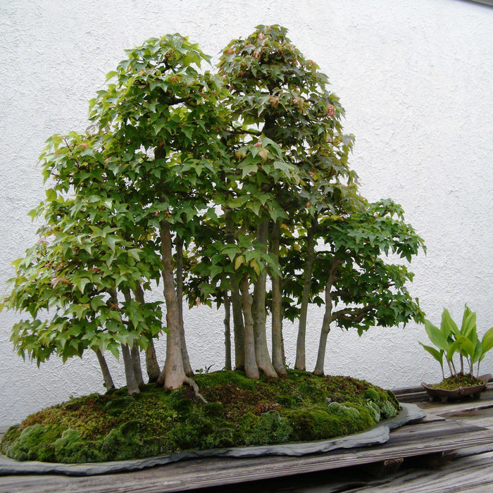 The Amazing Health Benefits Of Bonsai Trees