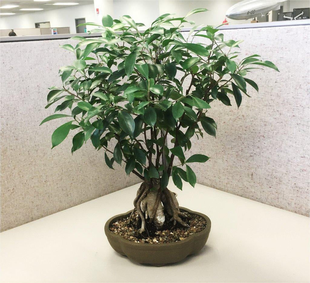 The Best Bonsai Trees For Indoors