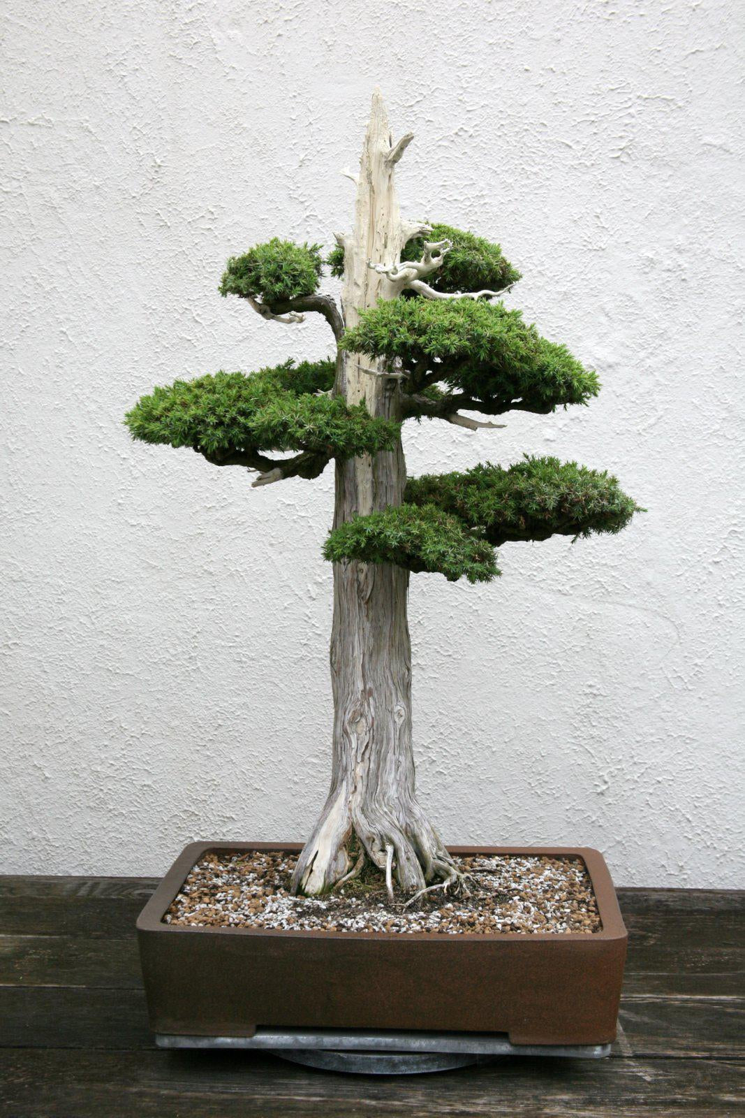 The Greatest Juniper Bonsai Trees In The World