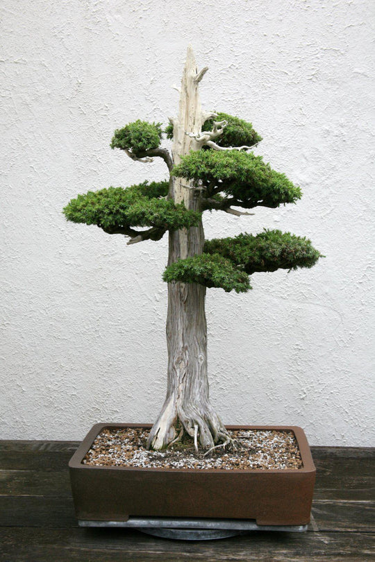 Bonsai  Tagged "Beautiful Bonsai Trees"