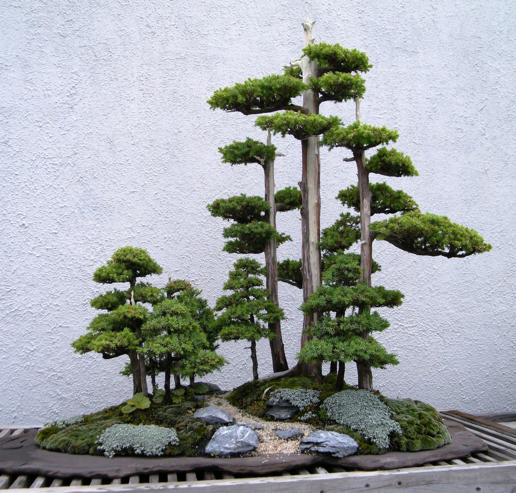 The Most Beautiful Bonsai Forest Plantings