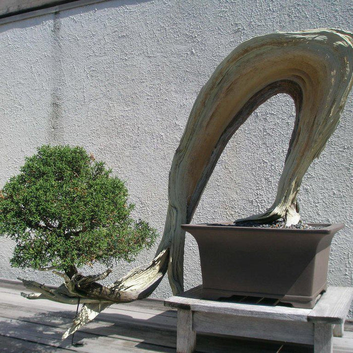 There Are No Rules When Building A Bonsai For Yourself