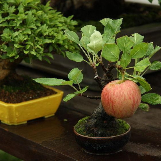 Unusual Species To Bonsai