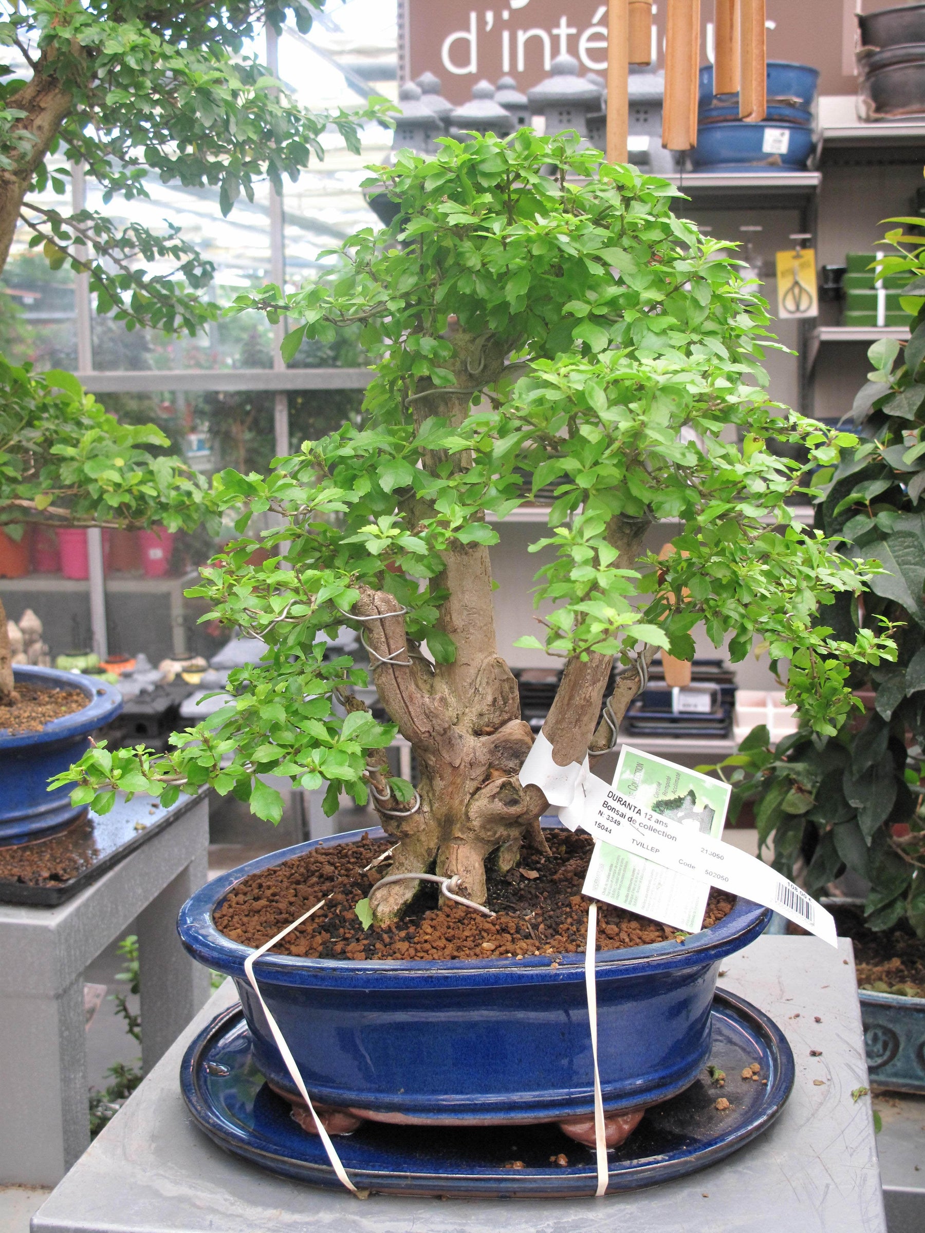 What To Look For When Shopping For A Bonsai Tree