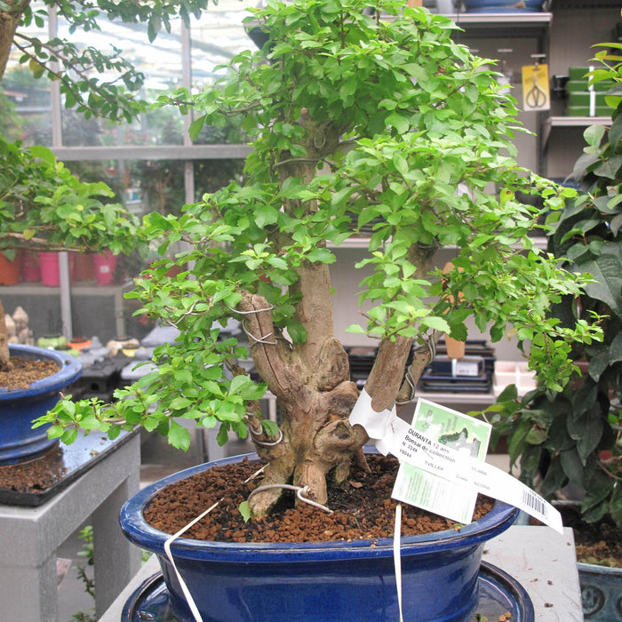 What To Look For When Shopping For A Bonsai Tree