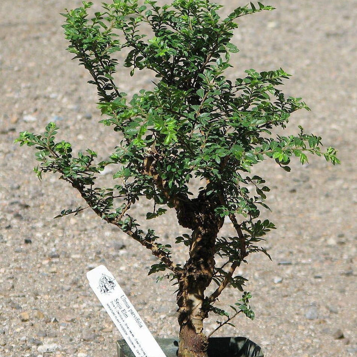 What To Look For When Shopping For Pre-Bonsai Trees
