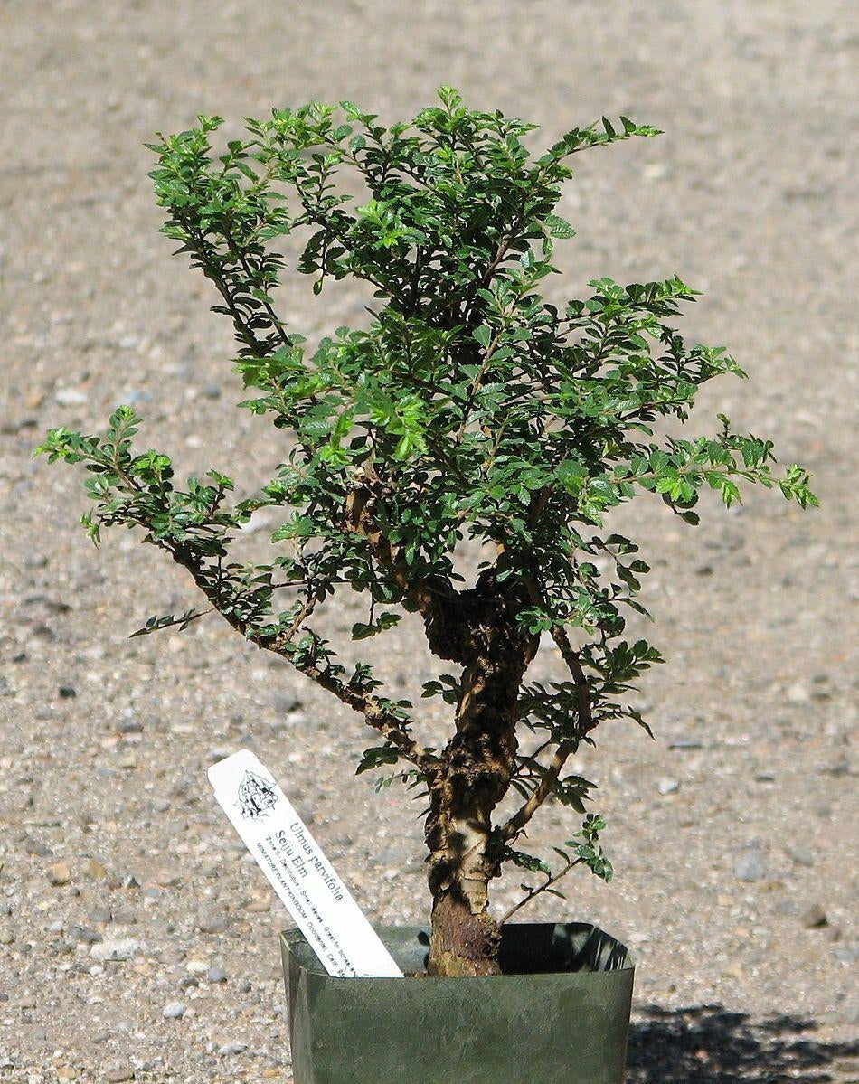 What To Look For When Shopping For Pre-Bonsai Trees