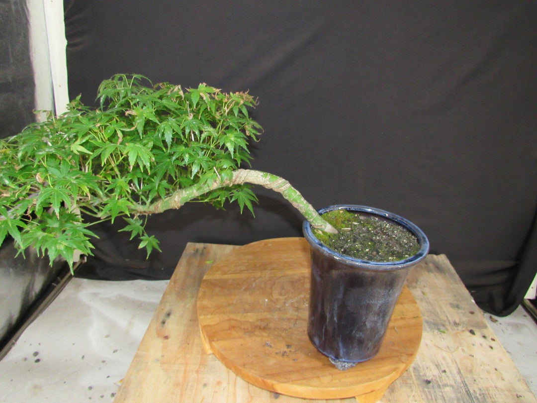 13 Year Old Semi-Cascade Green Japanese Maple Bonsai Tree - Back