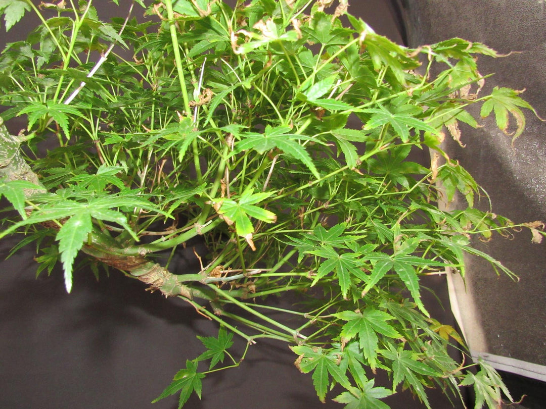13 Year Old Semi-Cascade Green Japanese Maple Bonsai Tree - Branches
