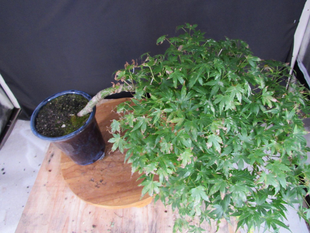 13 Year Old Semi-Cascade Green Japanese Maple Bonsai Tree - Canopy