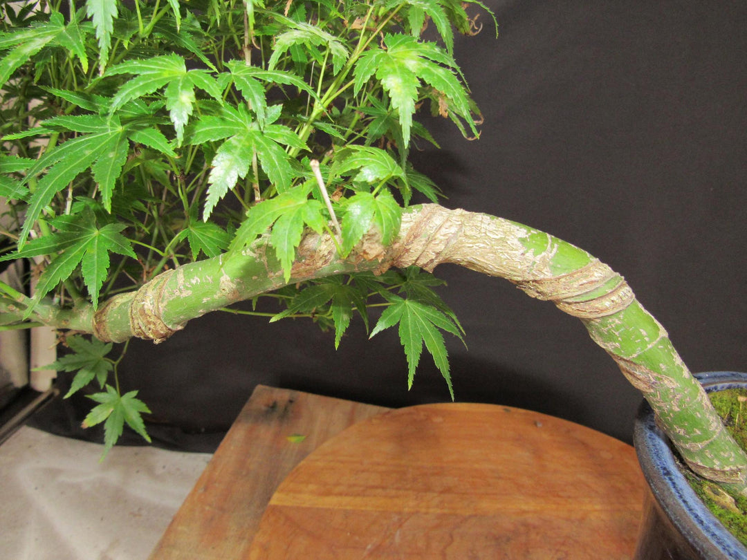 13 Year Old Semi-Cascade Green Japanese Maple Bonsai Tree - Cascade Training