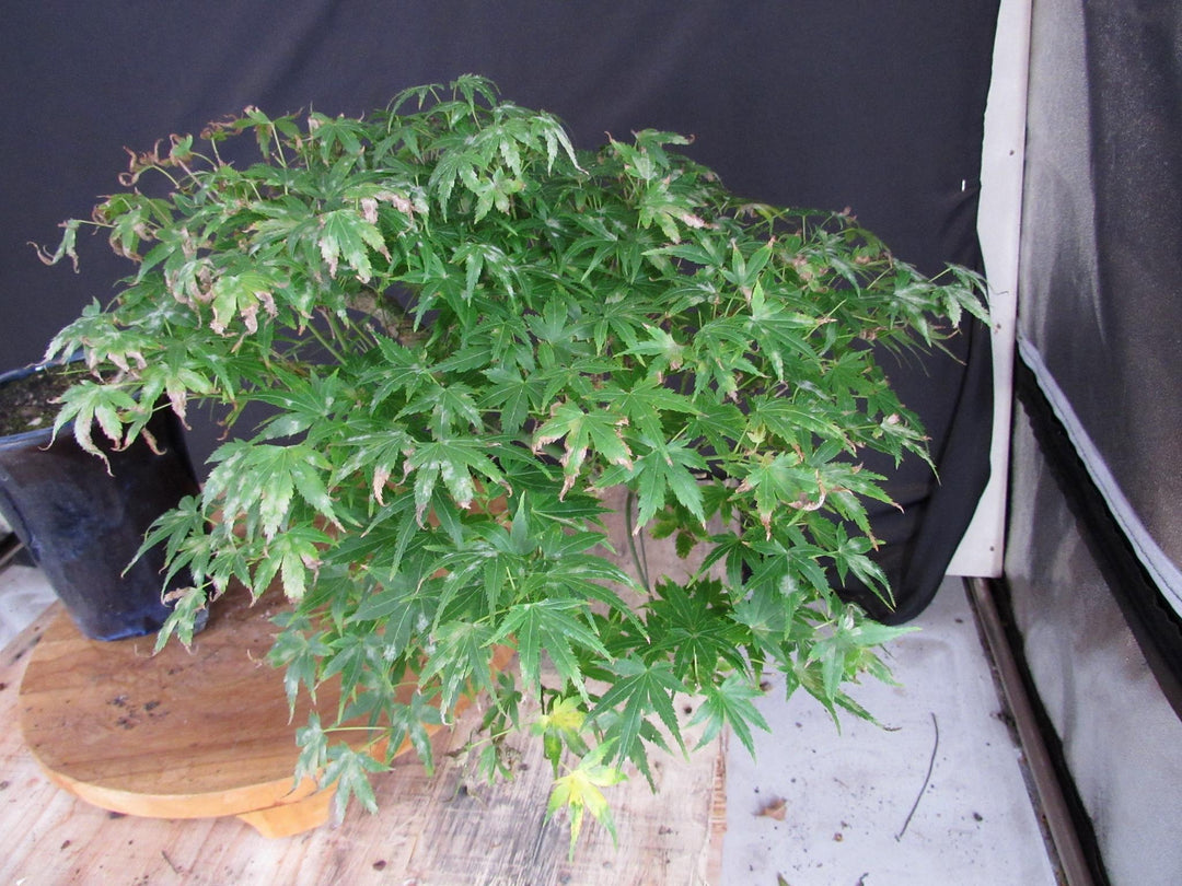13 Year Old Semi-Cascade Green Japanese Maple Bonsai Tree - Foliage