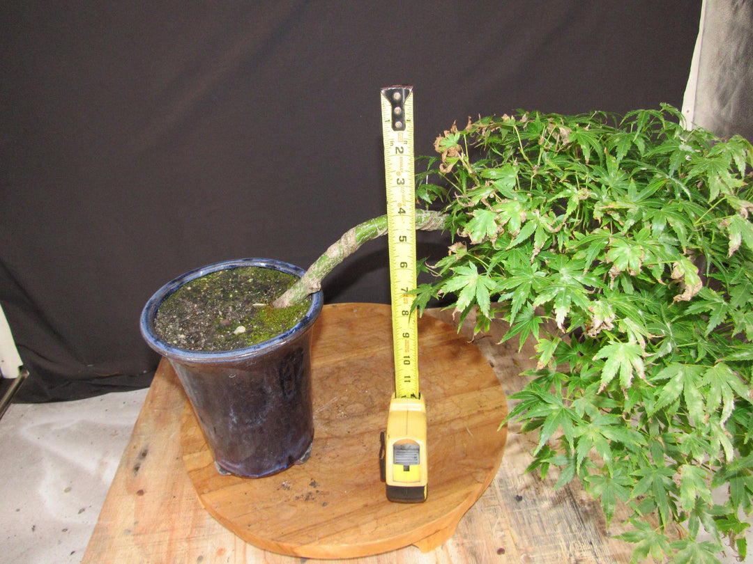 13 Year Old Semi-Cascade Green Japanese Maple Bonsai Tree - Height