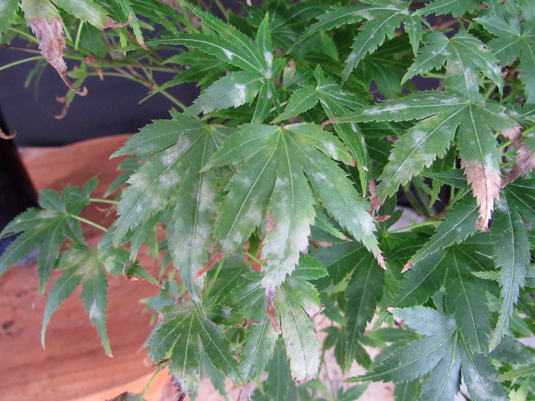 13 Year Old Semi-Cascade Green Japanese Maple Bonsai Tree - Leaf