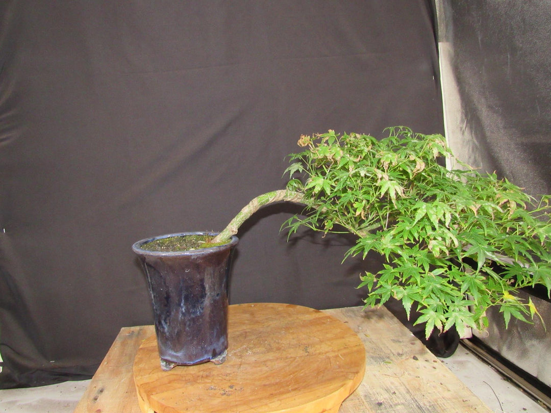 13 Year Old Semi-Cascade Green Japanese Maple Bonsai Tree - Profile