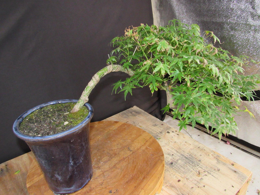 13 Year Old Semi-Cascade Green Japanese Maple Bonsai Tree - Side