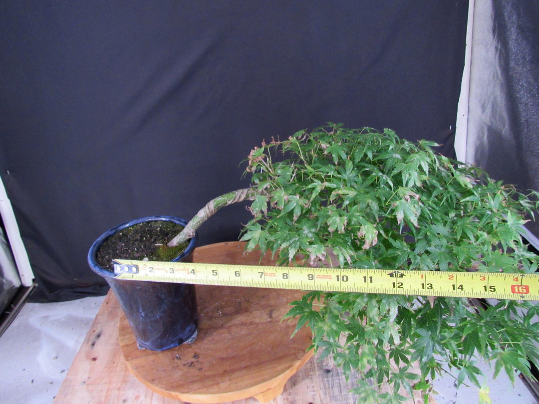 13 Year Old Semi-Cascade Green Japanese Maple Bonsai Tree - Size