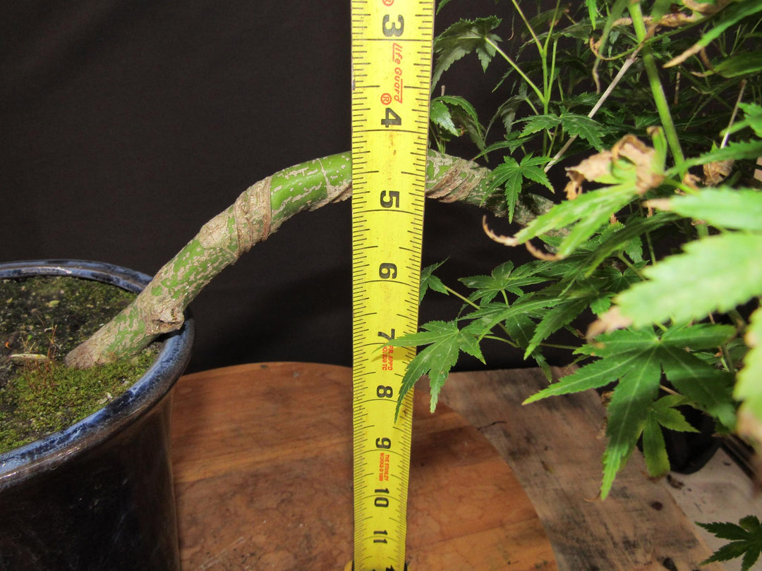 13 Year Old Semi-Cascade Green Japanese Maple Bonsai Tree - Tall