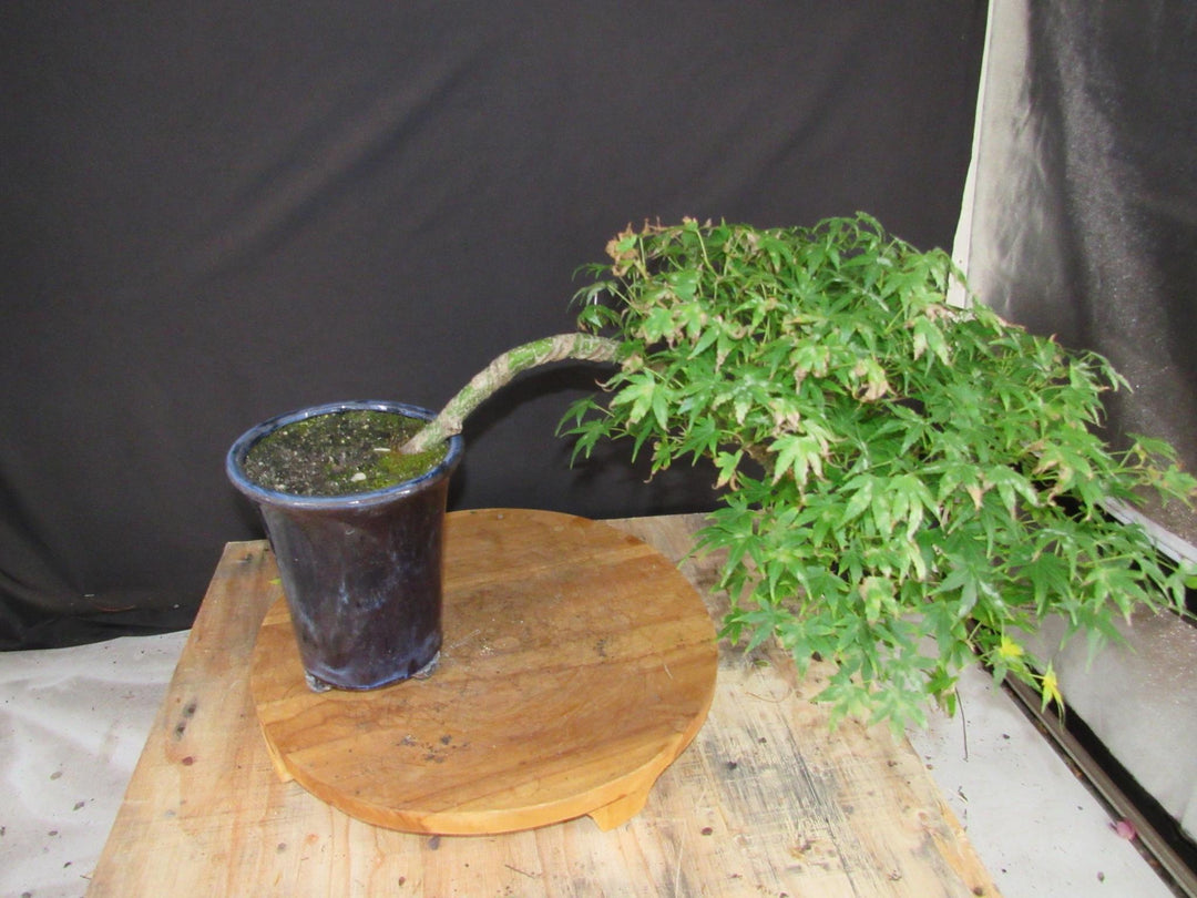 13 Year Old Semi-Cascade Green Japanese Maple Bonsai Tree