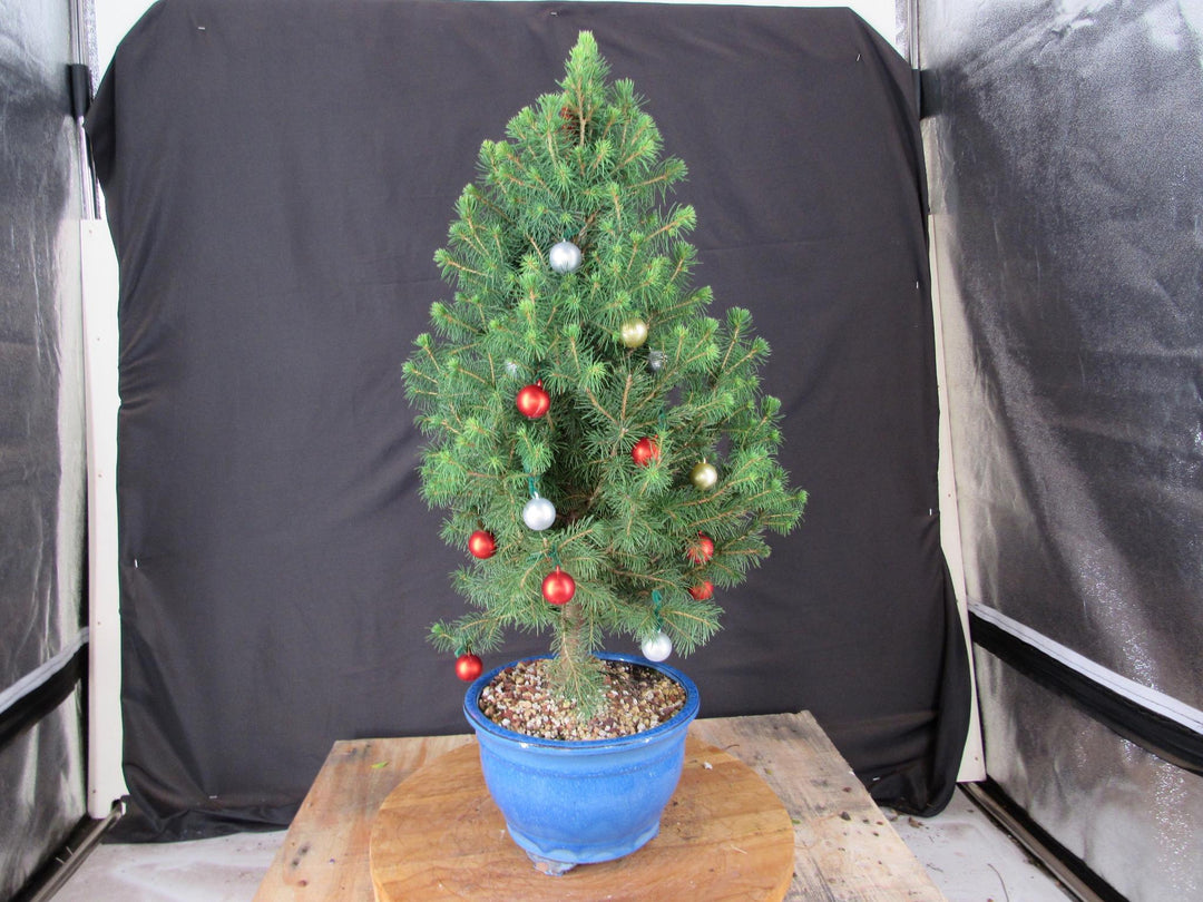 14 Year Old Dwarf Alberta Spruce Specimen Bonsai Christmas Tree - Profile