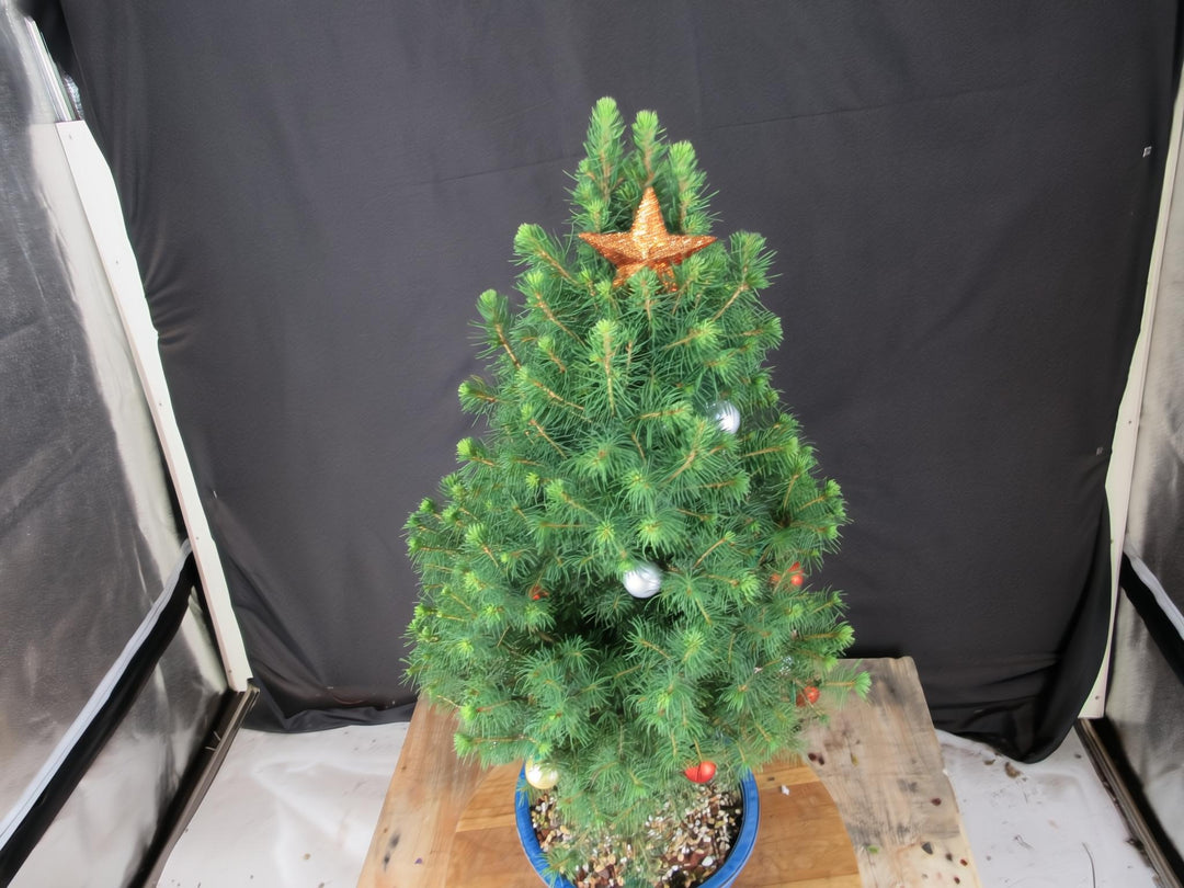 14 Year Old Dwarf Alberta Spruce Specimen Bonsai Christmas Tree - Canopy