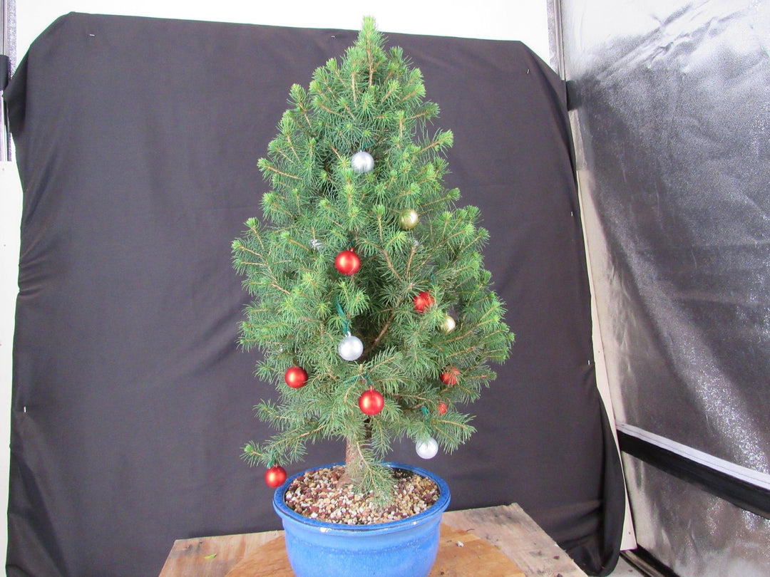 14 Year Old Dwarf Alberta Spruce Specimen Bonsai Christmas Tree - Back Ornaments