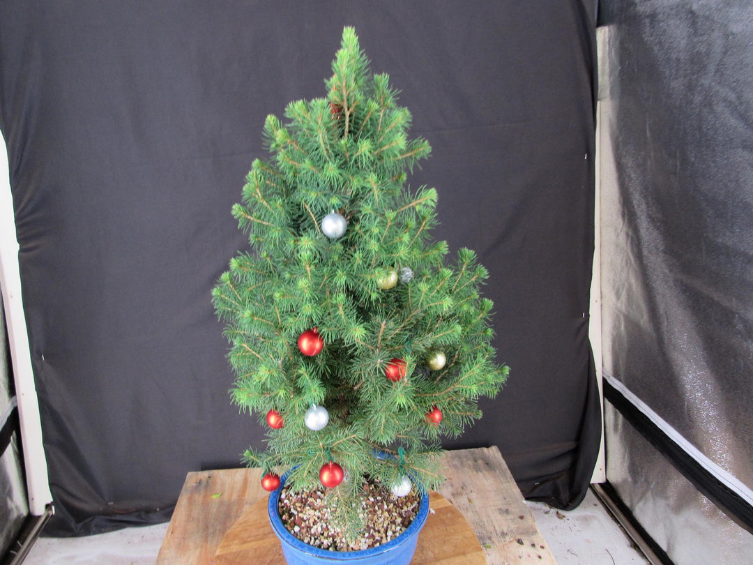 14 Year Old Dwarf Alberta Spruce Specimen Bonsai Christmas Tree
