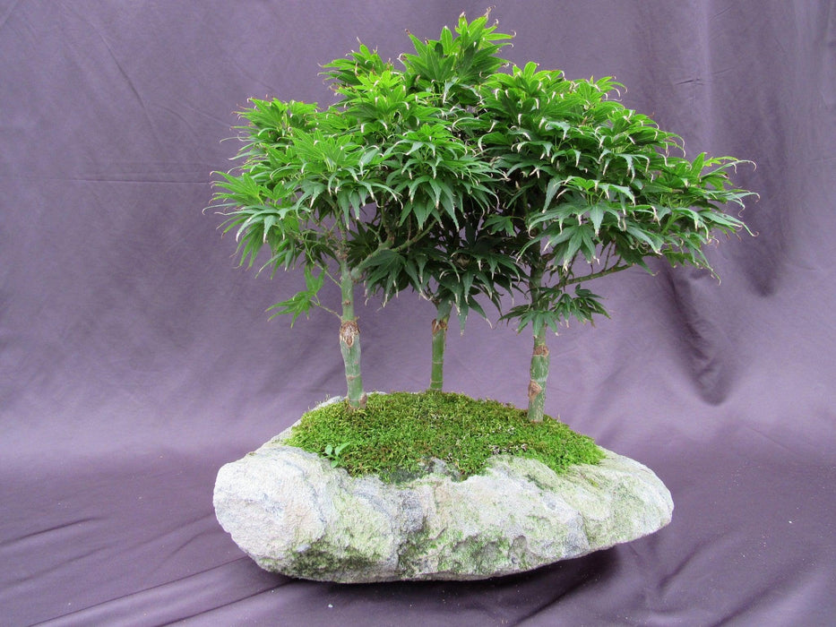 14 Year Old Mikawa Yatsubusa Japanese Maple Specimen Bonsai 3 Tree Forest Back