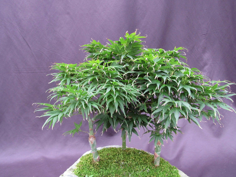 14 Year Old Mikawa Yatsubusa Japanese Maple Specimen Bonsai 3 Tree Forest Structure